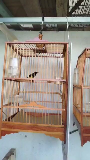 HÚT MẬT 5 MÀU + LỒNG. Mua bán Chim tại Quận 11 Tp Hồ Chí Minh được đăng bởi Đình Hưng hình 1