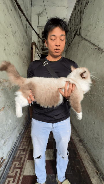 Mèo Ragdoll Cái Seal Bicolor. Mua bán Mèo tại Quận 1 Tp Hồ Chí Minh được đăng bởi DK Kiss hình 1