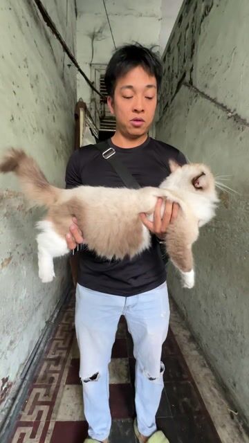Mèo Ragdoll Cái Seal Bicolor. Mua bán Mèo tại Quận 1 Tp Hồ Chí Minh được đăng bởi DK Kiss hình 1