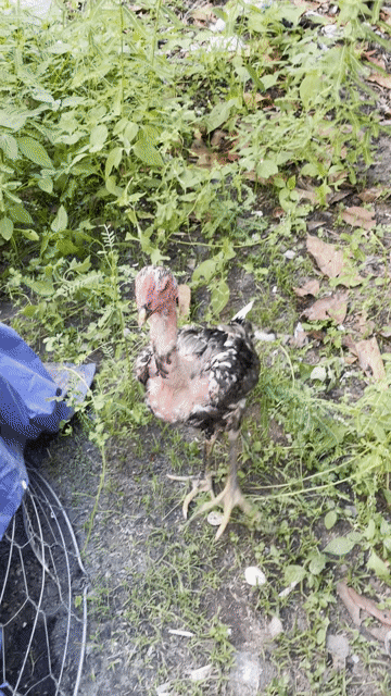 Gà chọi gl với gà tre mỹ. Mua bán Gà tại Huyện Củ Chi Tp Hồ Chí Minh được đăng bởi Le nam hình 1