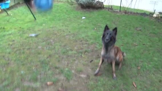 Le métier de comportementaliste canin