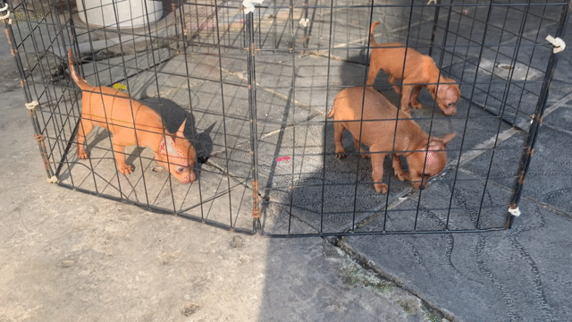 Chó Phốc hươu 2 tháng tuổi. Mua bán Chó tại Quận Hai Bà Trưng Hà Nội được đăng bởi nguyễn hình 1
