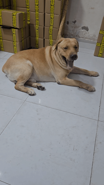 Chó Labrador đực 45kg. Mua bán Chó tại Quận 12 Tp Hồ Chí Minh được đăng bởi Tinh hình 1