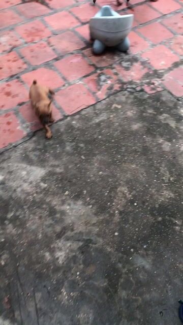 Chó Poodle lai Nâu. Mua bán Chó tại Huyện Sóc Sơn Hà Nội được đăng bởi Phim Hay lovely hình 1