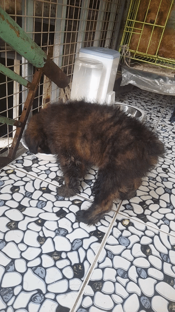 Chó Poodle đực 3 tháng đã tiêm. Mua bán Chó tại Thành phố Thủ Đức Tp Hồ Chí Minh được đăng bởi Vo van danh hình 1