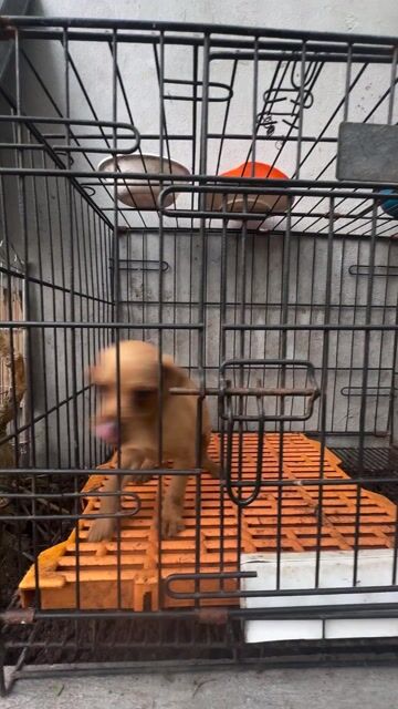 Chó Fox nâu vàng. Mua bán Chó tại Huyện Thanh Trì Hà Nội được đăng bởi Trinh quoc khánh hình 1