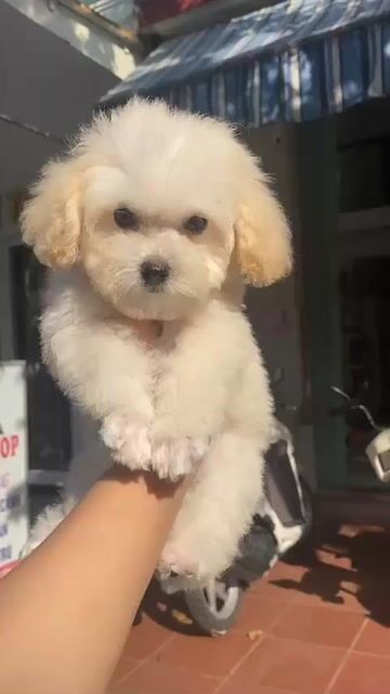 Chó Poodle trắng kem 2.5 tháng đã tiêm. Mua bán Chó tại Quận Thanh Khê Đà Nẵng được đăng bởi phuong thảo  hình 1