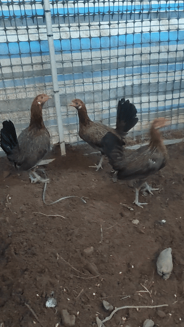 Gà mái tre . Mua bán Gà tại Quận 10 Tp Hồ Chí Minh được đăng bởi vinh hình 1