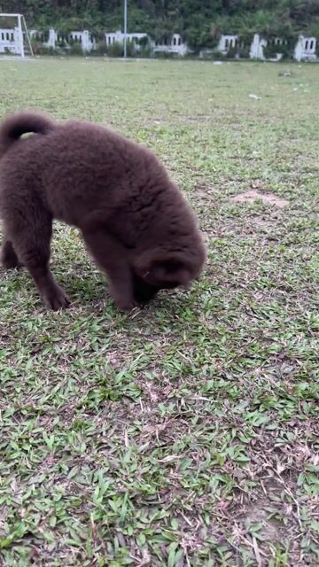 Chó Bắc Hà cái 90 ngày tuổi. Mua bán Chó tại Huyện Hòa Vang Đà Nẵng được đăng bởi Nhật Quyên hình 1