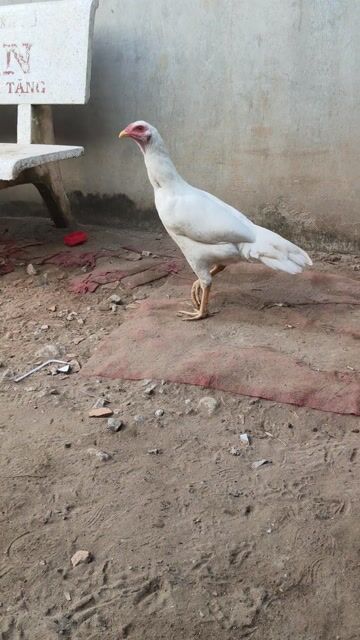 Thái mỹ 4th. Mua bán Gà tại Thị xã Vĩnh Châu Sóc Trăng được đăng bởi Hoàng Đỗ hình 1