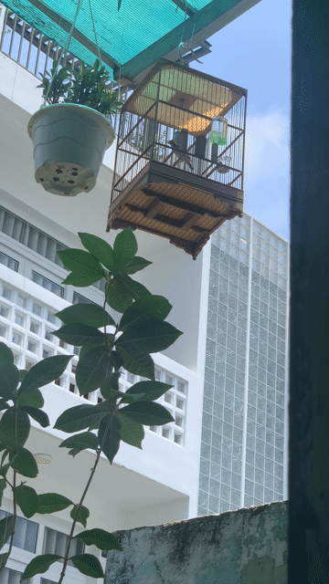 bộ khoen líu để bàn giao lưu. Mua bán Chim tại Quận 4 Tp Hồ Chí Minh được đăng bởi Lâm Ngọc hình 1