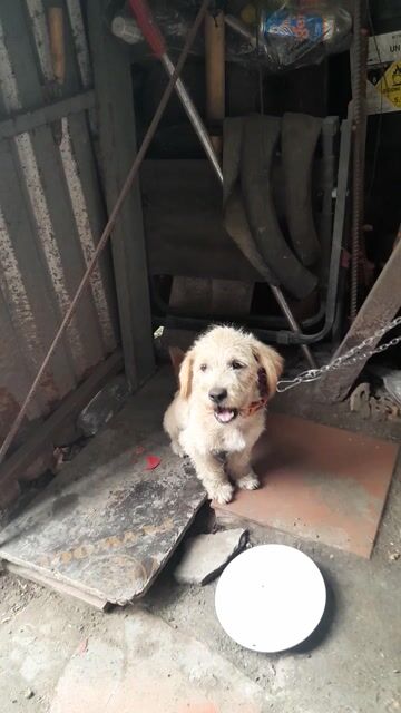 Chó ngoan dễ ăn 5 tháng tuổi. Mua bán Chó tại Huyện Củ Chi Tp Hồ Chí Minh được đăng bởi Ut Cuong hình 1