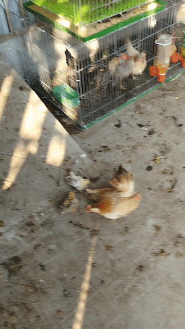 Gà Serama trống mái 3,5-8 tháng. Mua bán Gà tại Quận Cái Răng Cần Thơ được đăng bởi Lê Xuân Phước  hình 1