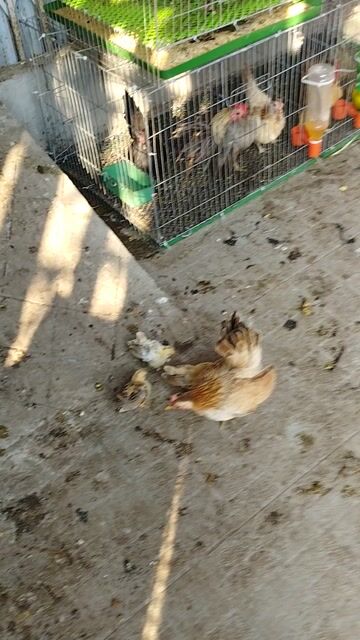 Gà Serama trống mái 3,5-8 tháng. Mua bán Gà tại Quận Cái Răng Cần Thơ được đăng bởi Lê Xuân Phước  hình 1