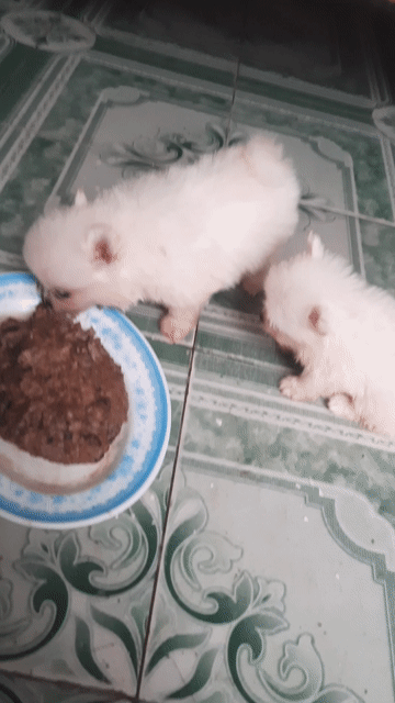 Chó Phốc Sóc đực cái 39 ngày đã tiêm. Mua bán Chó tại Quận Hai Bà Trưng Hà Nội được đăng bởi Phòng trọ Mai Động HN hình 1