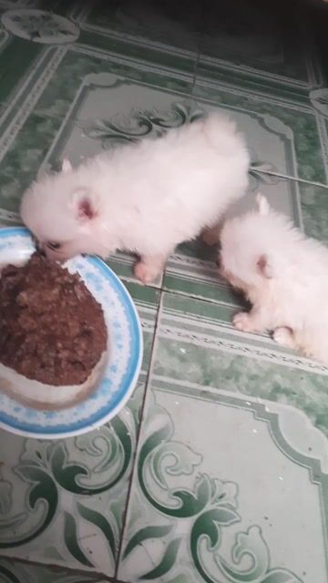 Chó Phốc Sóc đực cái 39 ngày đã tiêm. Mua bán Chó tại Quận Hai Bà Trưng Hà Nội được đăng bởi Phòng trọ Mai Động HN hình 1