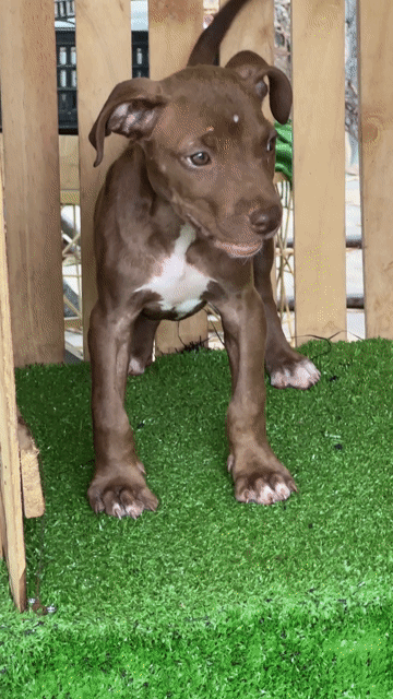 Chó Pitbull cái đã sổ giun. Mua bán Chó tại Huyện Trảng Bom Đồng Nai được đăng bởi Hương hình 1