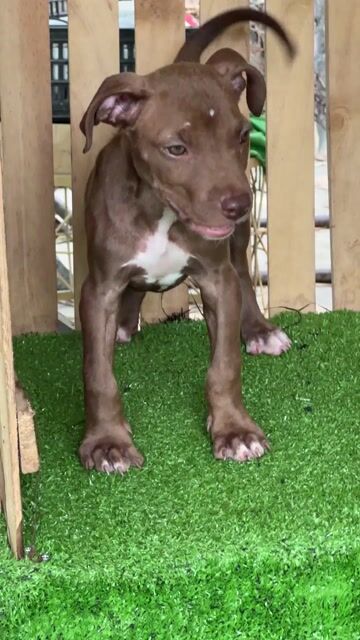 Chó Pitbull cái đã sổ giun. Mua bán Chó tại Huyện Trảng Bom Đồng Nai được đăng bởi Hương hình 1