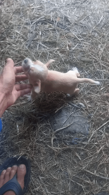 Chó Chihuahua Mini cái 2 tháng. Mua bán Chó tại undefined Cần Thơ được đăng bởi phương  hình 1