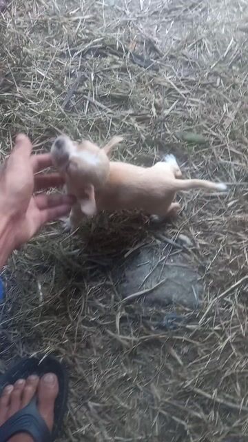 Chó Chihuahua Mini cái 2 tháng. Mua bán Chó tại undefined Cần Thơ được đăng bởi phương  hình 1