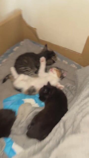 Lai Maine Coon tabby và tam thể, đc 7 tuần tuổi. Mua bán Mèo tại Huyện Hoài Đức Hà Nội được đăng bởi Trần Phương Anh hình 1