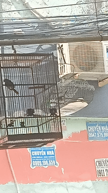 Chim sâu đầu đỏ trống 4 tháng đã hót. Mua bán Chim tại Quận Bình Tân Tp Hồ Chí Minh được đăng bởi Mỹ linh hình 1