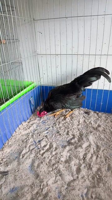 Gà tre Bắc ô Đen Đực. Mua bán Gà tại Huyện Hóc Môn Tp Hồ Chí Minh được đăng bởi Văn Bắc hình 1
