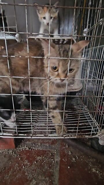 Mèo Anh lông ngắn cái vàng vằn. Mua bán Mèo tại Thị xã Từ Sơn Bắc Ninh được đăng bởi Lợi hình 1