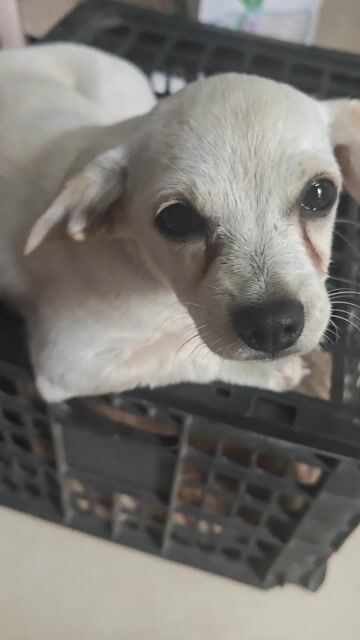 Chó Phốc hươu lai Poodle trắng. Mua bán Chó tại Quận Tây Hồ Hà Nội được đăng bởi Đỗ Minh Tuấn hình 1
