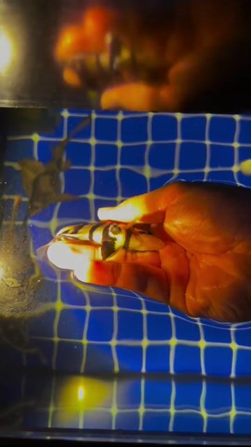 cá hổ sumtra xịn sọc full rất dày body đẹp. Mua bán Thú cưng khác tại Quận 8 Tp Hồ Chí Minh được đăng bởi Trần Vĩnh Khang hình 1