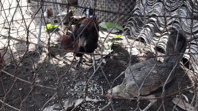 Gà tre Peru Mỹ Trống Mái Crabora Gey Hatch. Mua bán Gà tại Huyện Cầu Kè Trà Vinh được đăng bởi khai Trương hình 1