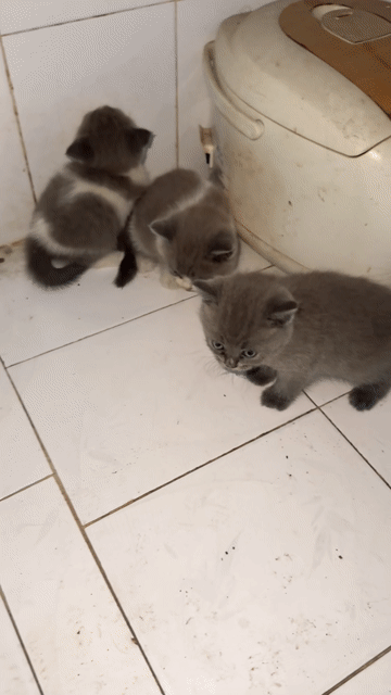 Mèo ALN 1 Đực 2 Cái. Mua bán Mèo tại Thành phố Biên Hòa Đồng Nai được đăng bởi Đại Nhân Computer hình 1