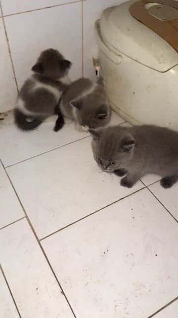 Mèo ALN 1 Đực 2 Cái. Mua bán Mèo tại Thành phố Biên Hòa Đồng Nai được đăng bởi Đại Nhân Computer hình 1