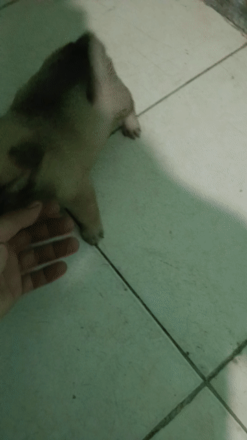 Chó Phốc Sóc lai 2 tháng tuổi. Mua bán Chó tại Quận Liên Chiểu Đà Nẵng được đăng bởi Thịnh Lvt S hình 1