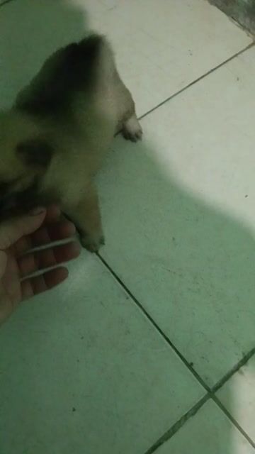 Chó Phốc Sóc lai 2 tháng tuổi. Mua bán Chó tại Quận Liên Chiểu Đà Nẵng được đăng bởi Thịnh Lvt S hình 1