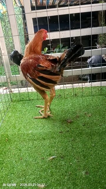 Gà Mỹ trống mái 4-5 tháng. Mua bán Gà tại Huyện Châu Phú An Giang được đăng bởi Bi Gà Mỹ  hình 1