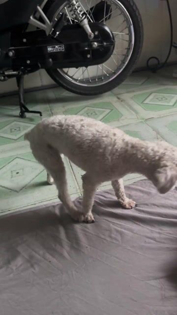 Chó Poodle tiny cái 8 tháng. Mua bán Chó tại Quận Bình Thạnh Tp Hồ Chí Minh được đăng bởi Anh năm hình 1