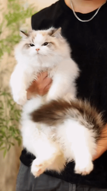 Mèo Ragdoll nhập phom to thuần chủng xuất sắc. Mua bán Mèo tại Thành phố Thủ Đức Tp Hồ Chí Minh được đăng bởi DƯƠNG MINH TRÍ VĨNH hình 1