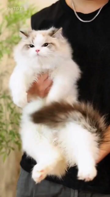 Mèo Ragdoll nhập phom to thuần chủng xuất sắc. Mua bán Mèo tại Thành phố Thủ Đức Tp Hồ Chí Minh được đăng bởi DƯƠNG MINH TRÍ VĨNH hình 1