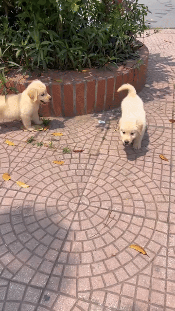 Chó Golden Retriever vàng kem 2 tháng đã tiêm. Mua bán Chó tại Huyện Đan Phượng Hà Nội được đăng bởi Tạo hình 1