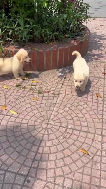 Chó Golden Retriever vàng kem 2 tháng đã tiêm. Mua bán Chó tại Huyện Đan Phượng Hà Nội được đăng bởi Tạo hình 1