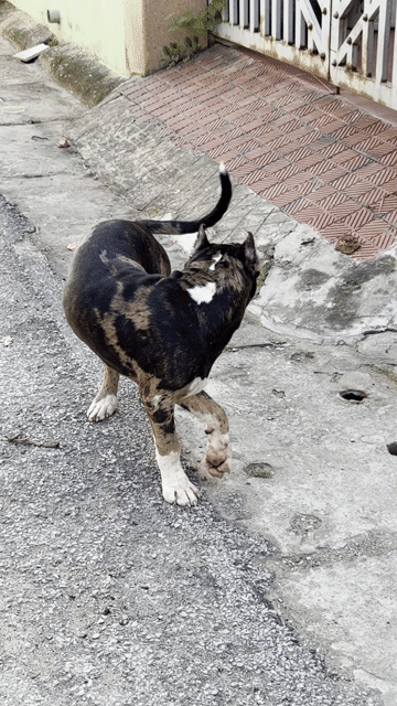 Chó Bandog 5 tháng đã tiêm đủ 3 mũi. Mua bán Chó tại Thành phố Thanh Hóa Thanh Hóa được đăng bởi Nguyễn Hữu Thành hình 1