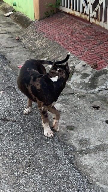 Chó Bandog 5 tháng đã tiêm đủ 3 mũi. Mua bán Chó tại Thành phố Thanh Hóa Thanh Hóa được đăng bởi Nguyễn Hữu Thành hình 1