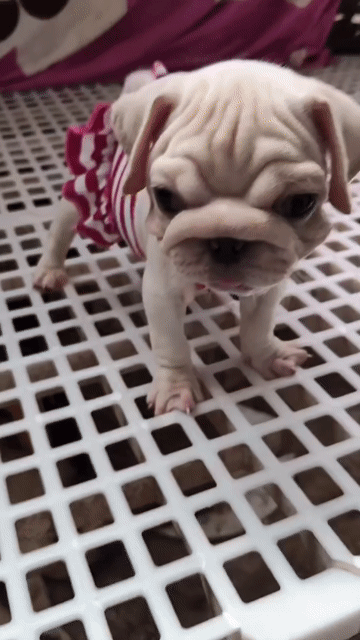 Chó Pug/Bull Pháp Trắng đen. Mua bán Chó tại Huyện Vũng Liêm Vĩnh Long được đăng bởi Ng Ngọc Hân hình 1