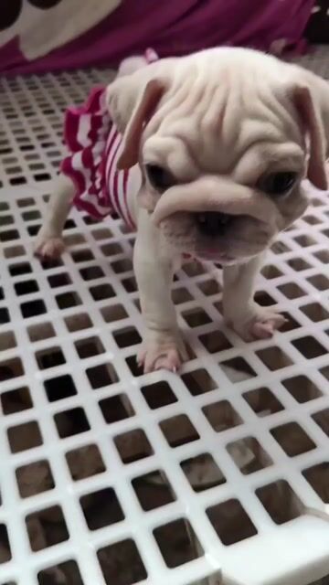 Chó Pug/Bull Pháp Trắng đen. Mua bán Chó tại Huyện Vũng Liêm Vĩnh Long được đăng bởi Ng Ngọc Hân hình 1