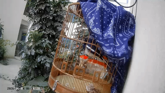 Choè than 2 năm mau mỏ. Mua bán Chim tại Quận Hà Đông Hà Nội được đăng bởi Hoang Long hình 1