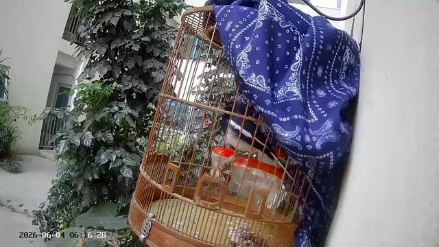 Choè than 2 năm mau mỏ. Mua bán Chim tại Quận Hà Đông Hà Nội được đăng bởi Hoang Long hình 1