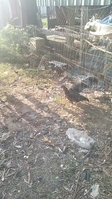 Gà tơ Xám chuối 2.4kg. Mua bán Gà tại Huyện Đức Hòa Long An được đăng bởi Nguyễn Thảo hình 1