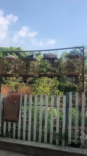 Chim chào mào. Mua bán Chim tại Thành phố Thủ Đức Tp Hồ Chí Minh được đăng bởi ann hình 1