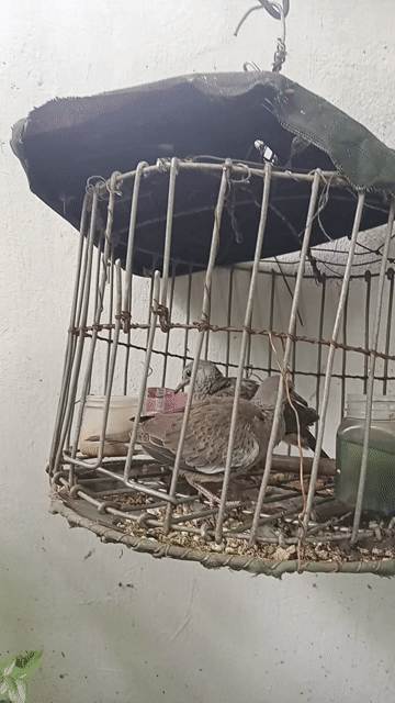 Chim cu gáy non dáng đẹp tiếng hay. Mua bán Chim tại Quận Bình Tân Tp Hồ Chí Minh được đăng bởi Nguyễn Trung Hiếu hình 1